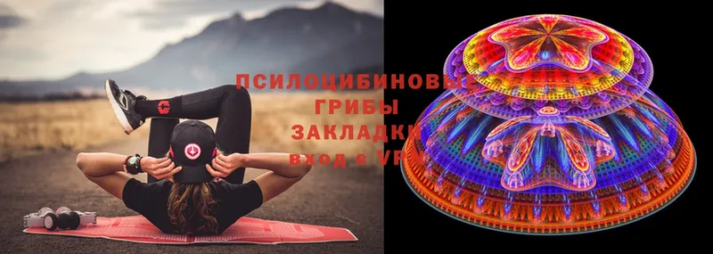 Псилоцибиновые грибы Cubensis  Черкесск 